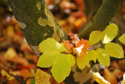 Parrotia persica - parocie perská - borka a list